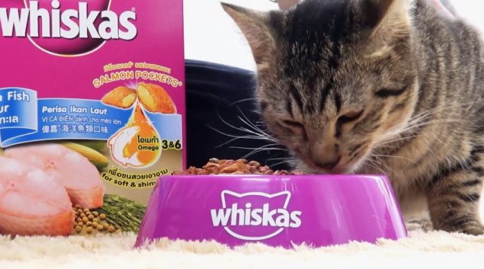 Whiskas and cat photo